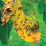 disease apple scab (square)