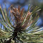 wallenberg pine (square)