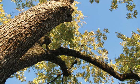 Tree Service Palatine IL