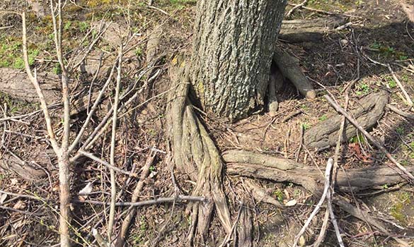 Root Collar Excavation