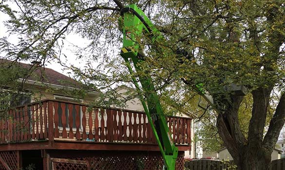 Tree Removal Service Hoffman Estates, IL