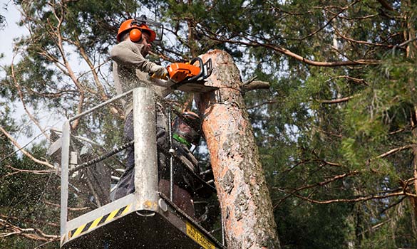 Tree Removal Palatine IL