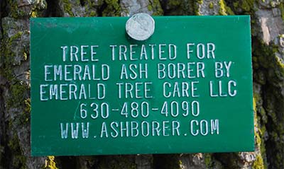 Emerald Ash Borer